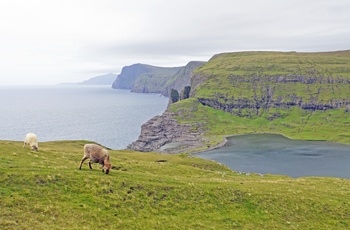 Græssende får ved søen Sørvágsvatn, Vagar, Færøerne