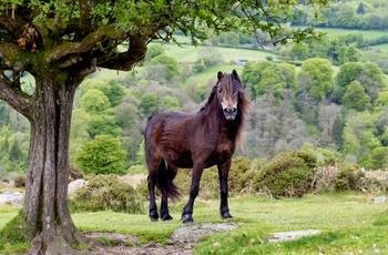 En af de berømte fritgående ponyer i Dartmoor Nationalpark