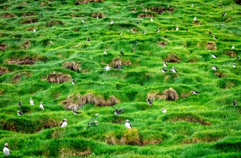 Lunder eller søpapegøjer på Mykines, Færøerne