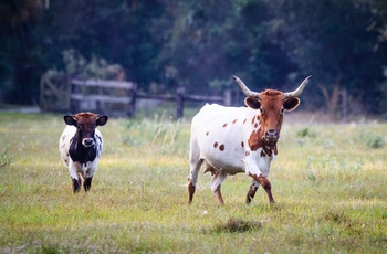 Florida Cracker Cows - USA