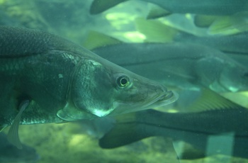 Fisk se fra undervandsobservatoriet i Ellie Schiller Homosassa Springs Wildlife State - Florida