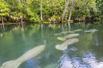 Søkøer eller Manatees i Florida - USA