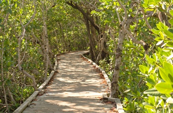 Mangrove i John Pennekamp Coral Reef State Park i Florida, USA
