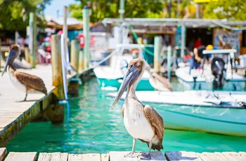 Store brune pelikaner i havnen i Islamorada kan du opleve på rejse til Florida