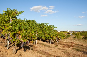 Vinmark i Anjou området, Loiredalen i det nordvestlige Frankrig