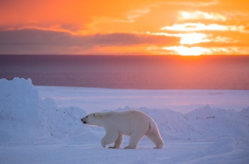 Der lever mange isbjørne i Nunavut - Canada