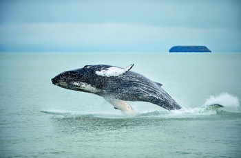 Hoppende hval set på hvalsafari i det nordlige Island