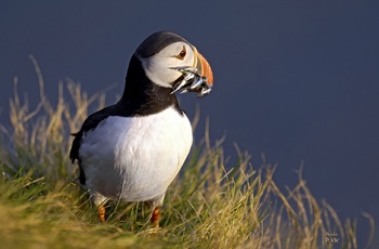 Lunde (Puffin)