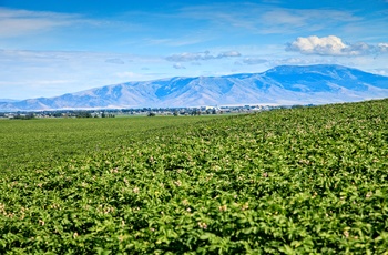 Kartoffelmark i Idaho