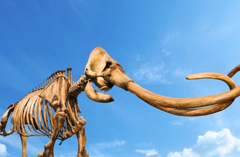 Mammut skelet