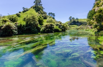 Blue Spring og Te Waihou Walkway - Nordøen i New Zealand