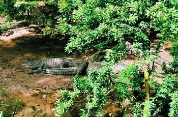 Alligatorer i lille zoo i Flushing Meadows Corona Park, New York