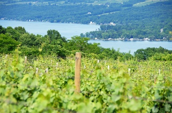 Vinmarker i Finger Lakes regionen - New York State i USA