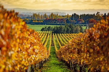 Vinmarker om efteråret i Hawkes Bay, Nordøen - New Zealand