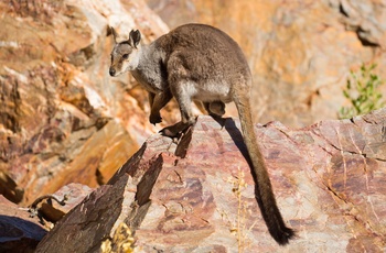 Wallaby i Nitmiluk National Park, Northern Territory i Australien