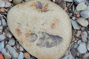 Fossil ved Joggins Fossil Cliff, Nova Scotia