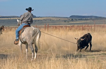 Cowboy indfanger kvæg i Oklahoma