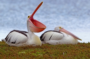 Pelikaner ved flodbred