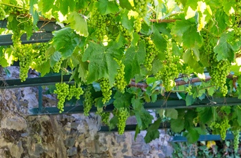 Vindruer i vinmark, Douro dalen i Portugal