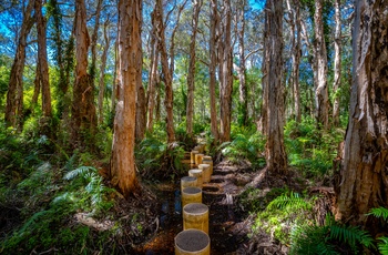 Vandresti i Paperbark Forest Walk - Queensland