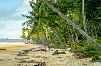 Tropisk stemning på palmestrand i Mission Beach - Queensland