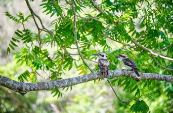 Kookaburras i Cape Hillsborough National Park - Queensland