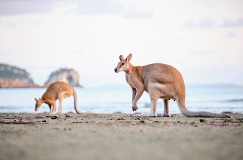 Kænguruer og wallabies i Cape Hillsborough National Park - Queensland
