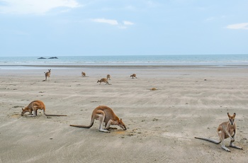 Kænguruer og wallabies på stranden i Cape Hillsborough National Park - Queensland