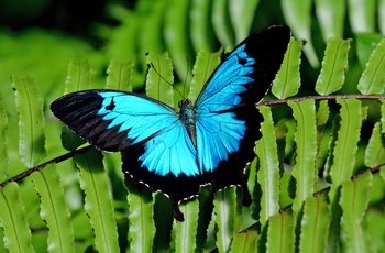 Ulysses sommerfugl i Cape Hillsborough National Park - Queensland