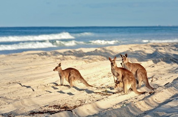 Kænguruer på stranden på Bribie Island, Queensland i Australien