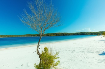Sandstrand ved Lake Mckenzie på Fraser Island, Queensland i Australien - ”Copyright – Tourism and Events Queensland”