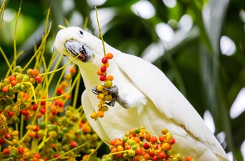 Papegøje i Queensland - Australien