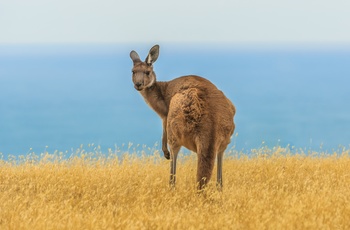 Kænguru på Fleurieu halvøen - South Australia