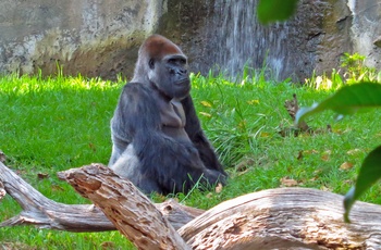 Gorilla i San Diego Zoo, Californien i USA