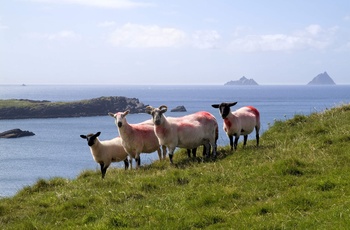 Irland, Ring of Kerry - græsende får med Skellig Øerne i baggrunden