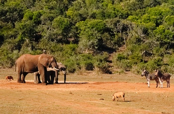 Elefanter i Addo Elephant National Park i Sydafrika