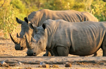 Næsehorn i Kruger National Park, Sydafrika