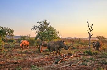 Næsehorn i Kruger National Park