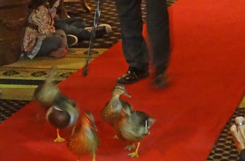 Peabody Hotel i Memphis - ducks march