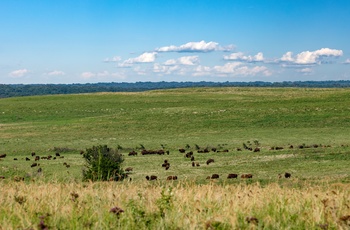 Tallgrass Prairie Preserve i Oklahoma er det største beskyttede prærieområde i verden
