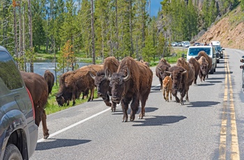 En flok bisoner danner kø i Yellowstone National Park - USA