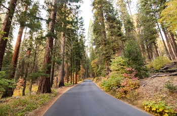USA Californien Sequoia Nationalpark Generals Highway