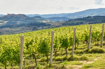 Vinområdet Montefalco i Umbrien