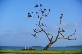 Fugle i Everglades