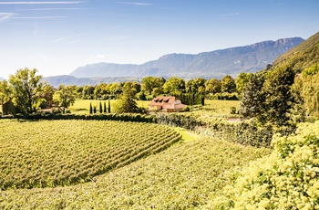 Vinmarker tæt på Bolzano i Trentino-Sydtyrol