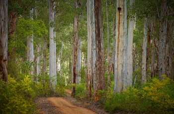 Kæmpe Karri træer i Pemberton i Western Australia