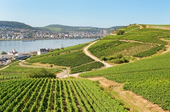 Udsigt til vinmarker og købstaden Rüdesheim ved floden Rhinen