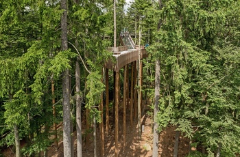 Træbro og platform i en skov i Sydtyskland