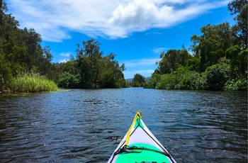 Kayaktur i Noosa Everglades 
