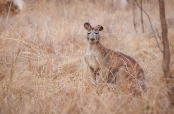 Kænguru i Undara nationalpark